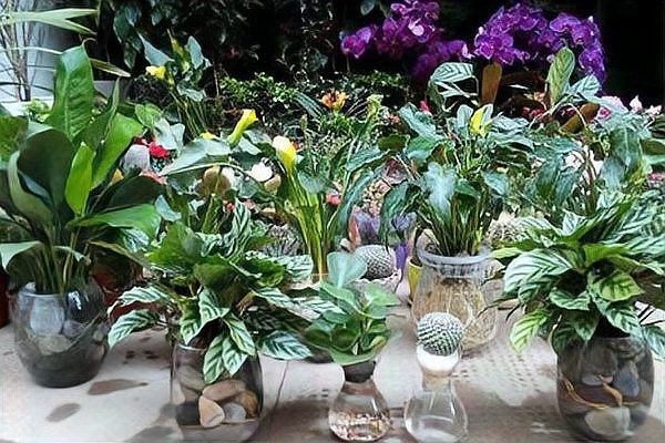 龍魚缸植物施肥頻率（龍魚缸中植物的施肥頻率需根據(jù)植物類型、生長階段及水質(zhì)條件綜合調(diào)整） 龍魚缸植物施肥頻率（龍魚缸中植物的施肥頻率需根據(jù)植物類型、生長階段及水質(zhì)條件綜合調(diào)整） 龍魚百科 第6張