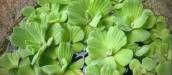 龍魚缸植物施肥頻率（龍魚缸中植物的施肥頻率需根據(jù)植物類型、生長階段及水質(zhì)條件綜合調(diào)整） 龍魚缸植物施肥頻率（龍魚缸中植物的施肥頻率需根據(jù)植物類型、生長階段及水質(zhì)條件綜合調(diào)整） 龍魚百科 第8張