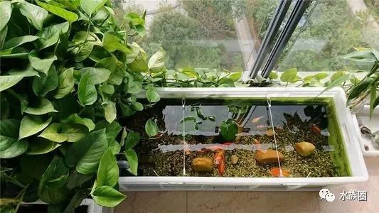 龍魚缸植物施肥頻率（龍魚缸中植物的施肥頻率需根據(jù)植物類型、生長階段及水質(zhì)條件綜合調(diào)整） 龍魚缸植物施肥頻率（龍魚缸中植物的施肥頻率需根據(jù)植物類型、生長階段及水質(zhì)條件綜合調(diào)整） 龍魚百科 第10張