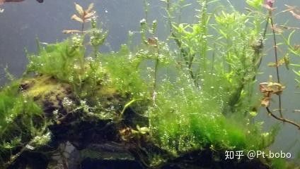 龍魚缸植物施肥頻率（龍魚缸中植物的施肥頻率需根據(jù)植物類型、生長階段及水質(zhì)條件綜合調(diào)整） 龍魚缸植物施肥頻率（龍魚缸中植物的施肥頻率需根據(jù)植物類型、生長階段及水質(zhì)條件綜合調(diào)整） 龍魚百科 第9張
