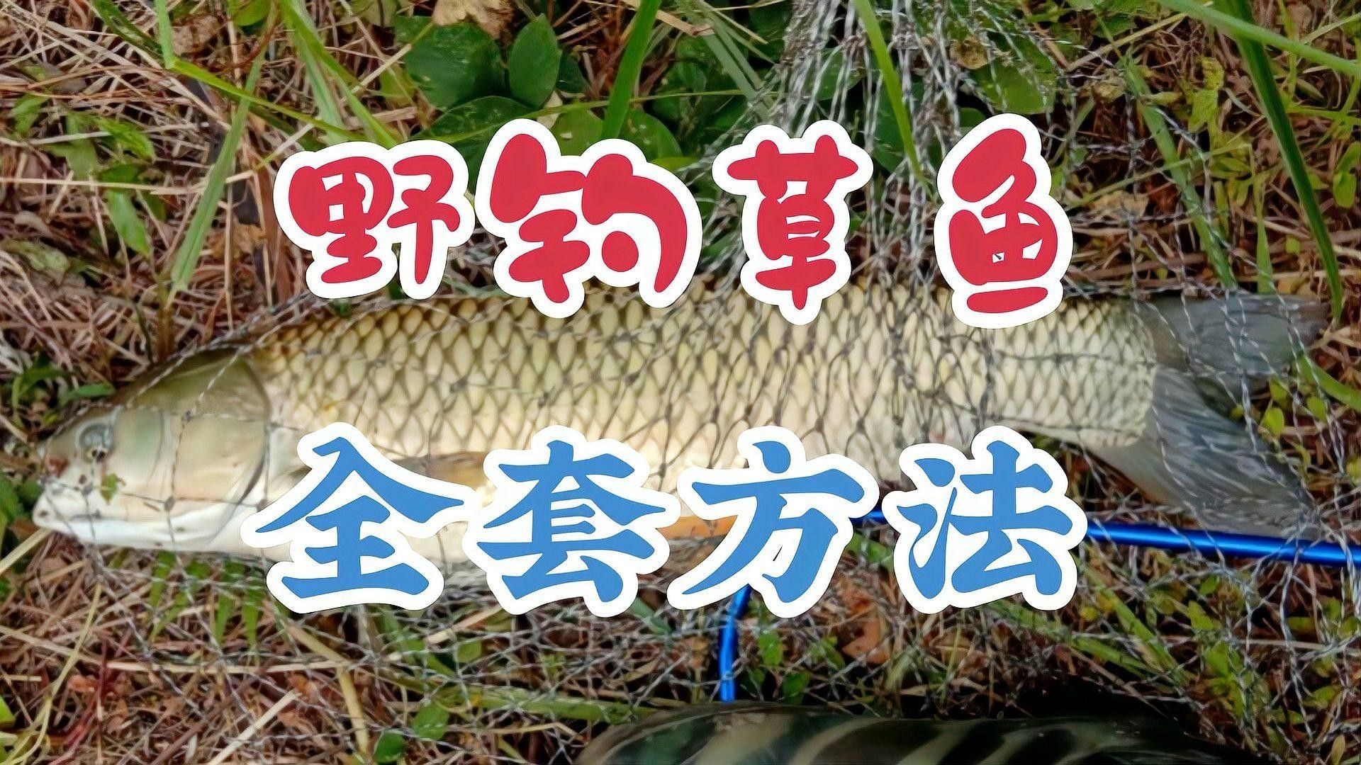 有沒有釣草魚的經典配方？（夏季草魚餌料配方） 有沒有釣草魚的經典配方？（夏季草魚餌料配方） 龍魚百科 第6張