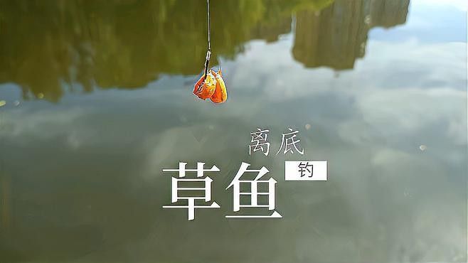 有沒有釣草魚的經典配方？（夏季草魚餌料配方） 有沒有釣草魚的經典配方？（夏季草魚餌料配方） 龍魚百科 第5張