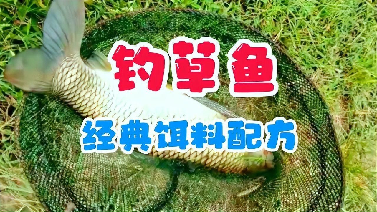 有沒有釣草魚的經典配方？（夏季草魚餌料配方） 有沒有釣草魚的經典配方？（夏季草魚餌料配方） 龍魚百科 第2張