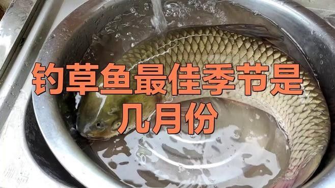 有沒有釣草魚的經典配方？（夏季草魚餌料配方） 有沒有釣草魚的經典配方？（夏季草魚餌料配方） 龍魚百科 第4張