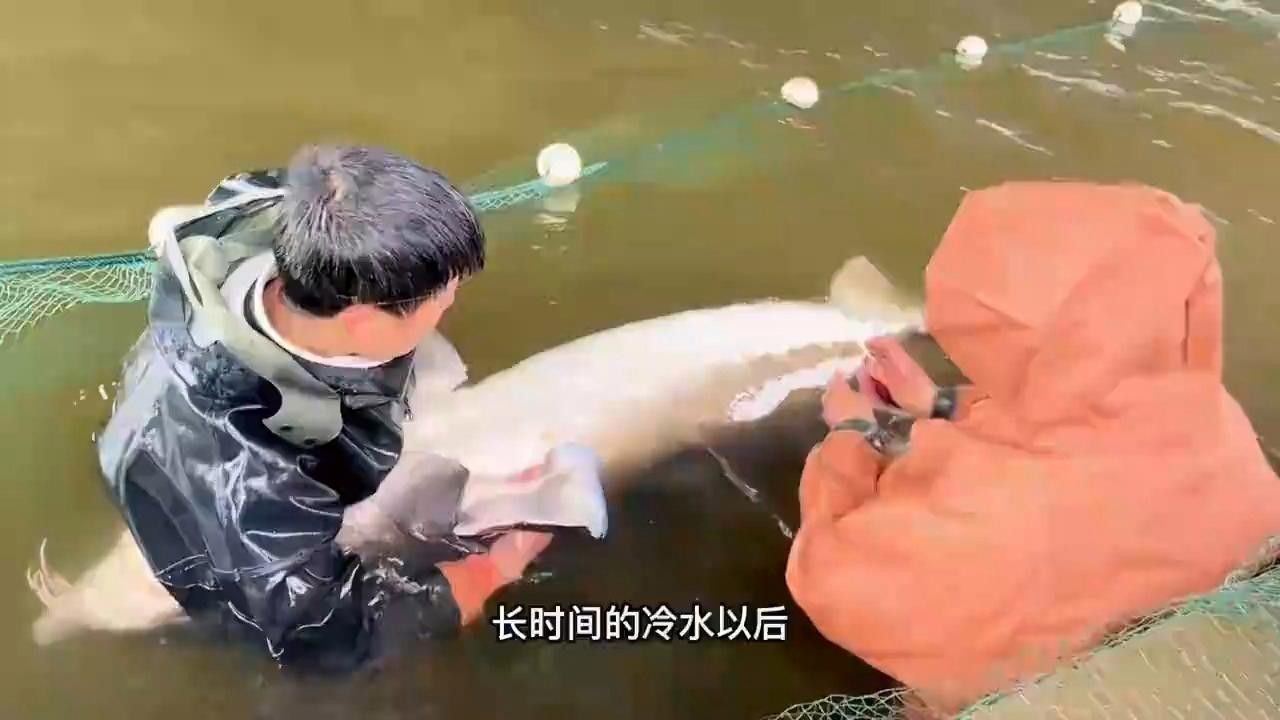 還有哪些地區(qū)養(yǎng)殖鱘龍魚（養(yǎng)殖鱘龍魚的地區(qū)）