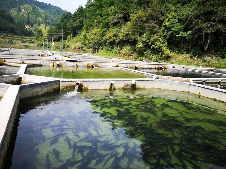 還有哪些地區(qū)養(yǎng)殖鱘龍魚（養(yǎng)殖鱘龍魚的地區(qū)）