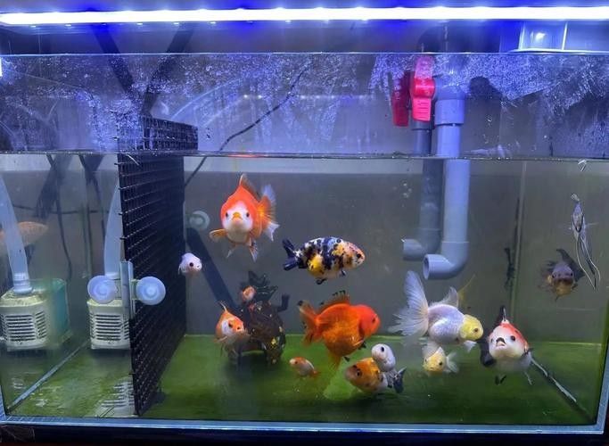 哪個品牌的魚缸最耐用？（哪個品牌的魚缸最耐用）