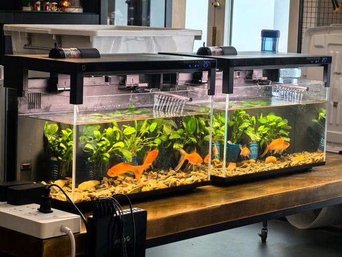 哪個品牌的魚缸最耐用？（哪個品牌的魚缸最耐用）