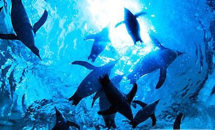 太湖哪個水族館龍魚好？祥龍魚場龍魚（太湖地區知名的水族館——祥龍魚場）