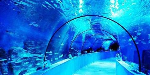 太湖哪個水族館龍魚好？祥龍魚場龍魚（太湖地區知名的水族館——祥龍魚場）