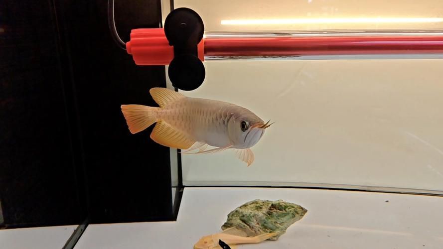 龍魚缸燈光擺放位置圖解（——龍魚燈光擺放位置圖解）