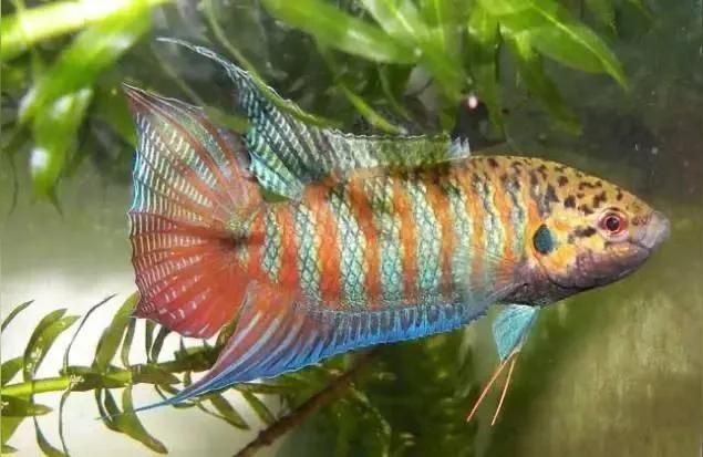 揭陽觀賞魚:潮汕斗魚品種 揭陽觀賞魚:潮汕斗魚品種 觀賞魚百科 第1張