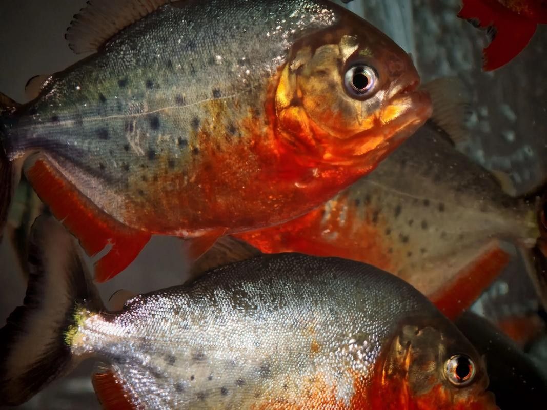 給我一些水虎魚和龍魚混養(yǎng)的圖片（水虎魚和龍魚混養(yǎng)）
