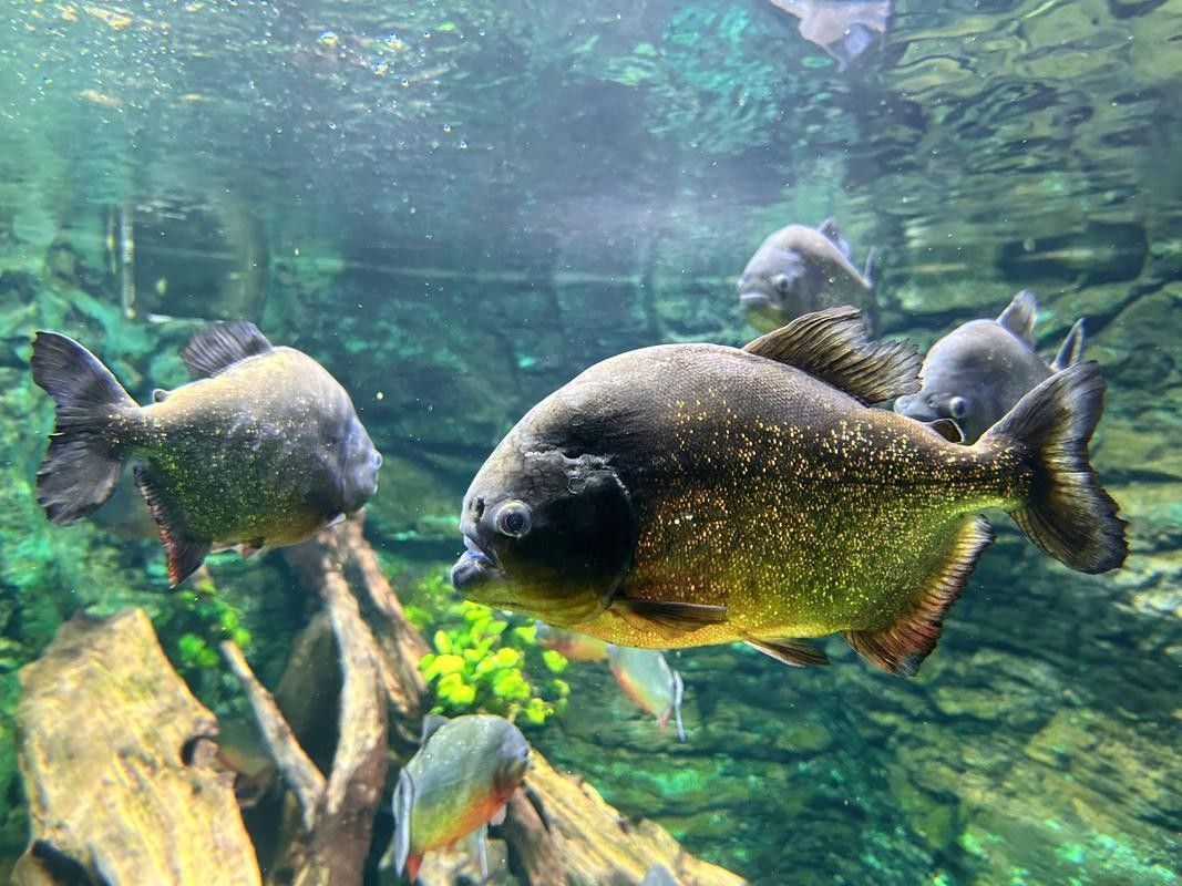 給我一些水虎魚和龍魚混養(yǎng)的圖片（水虎魚和龍魚混養(yǎng)）
