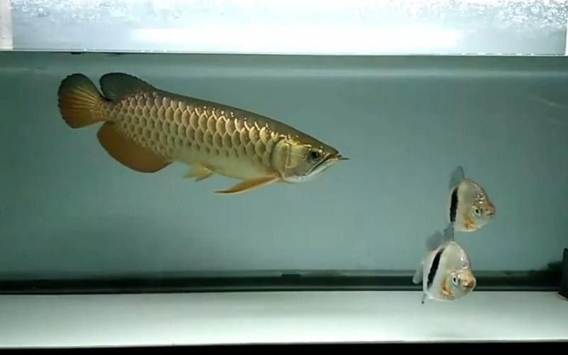 給我一些水虎魚和龍魚混養(yǎng)的圖片（水虎魚和龍魚混養(yǎng)）