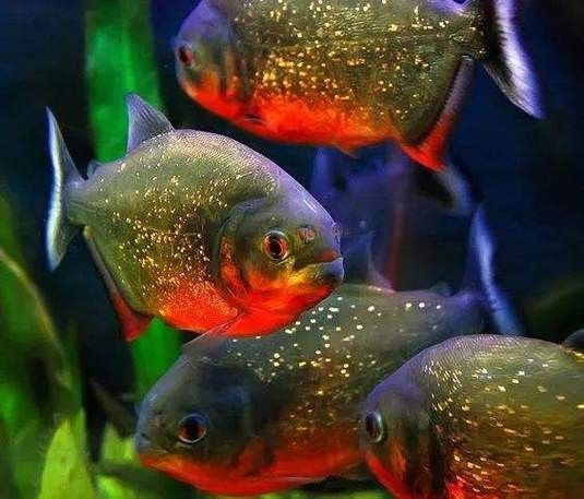 給我一些水虎魚和龍魚混養(yǎng)的圖片（水虎魚和龍魚混養(yǎng)）