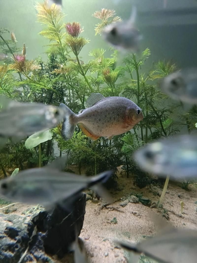 給我一些水虎魚和龍魚混養(yǎng)的圖片（水虎魚和龍魚混養(yǎng)）