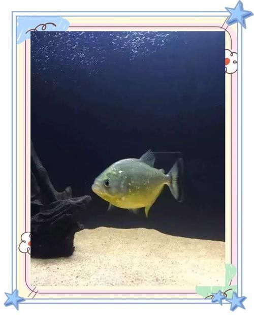 給我一些水虎魚和龍魚混養(yǎng)的圖片（水虎魚和龍魚混養(yǎng)）