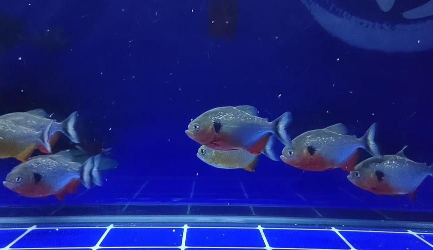 給我一些水虎魚和龍魚混養(yǎng)的圖片（水虎魚和龍魚混養(yǎng)）
