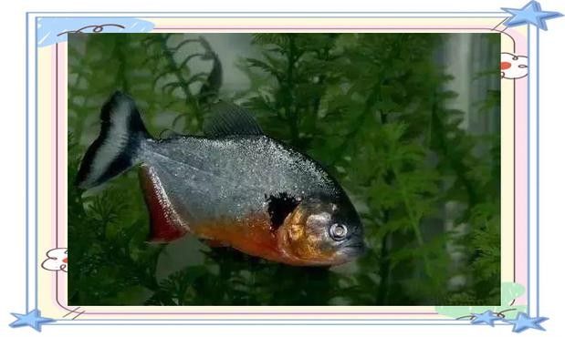 給我一些水虎魚和龍魚混養(yǎng)的圖片（水虎魚和龍魚混養(yǎng)）