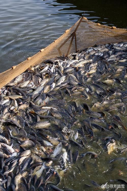 給我一些水虎魚和龍魚混養(yǎng)的圖片（水虎魚和龍魚混養(yǎng)）
