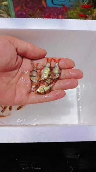 給我一些水虎魚和龍魚混養(yǎng)的圖片（水虎魚和龍魚混養(yǎng)）
