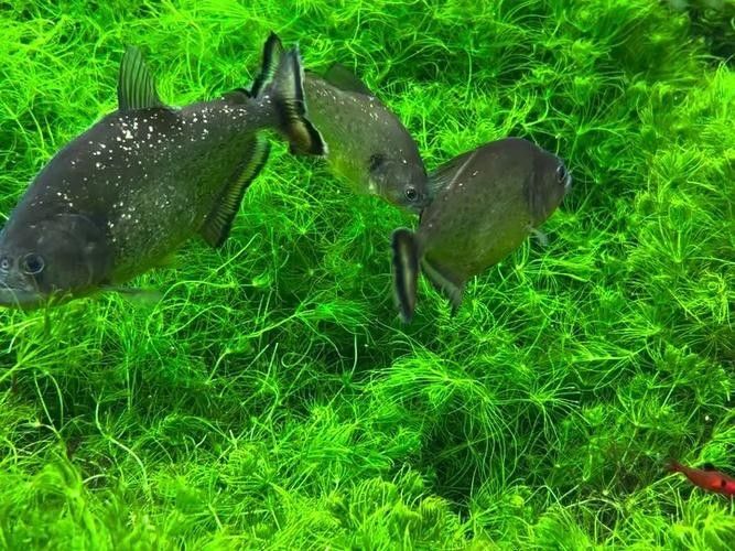 給我一些水虎魚和龍魚混養(yǎng)的圖片（水虎魚和龍魚混養(yǎng)）