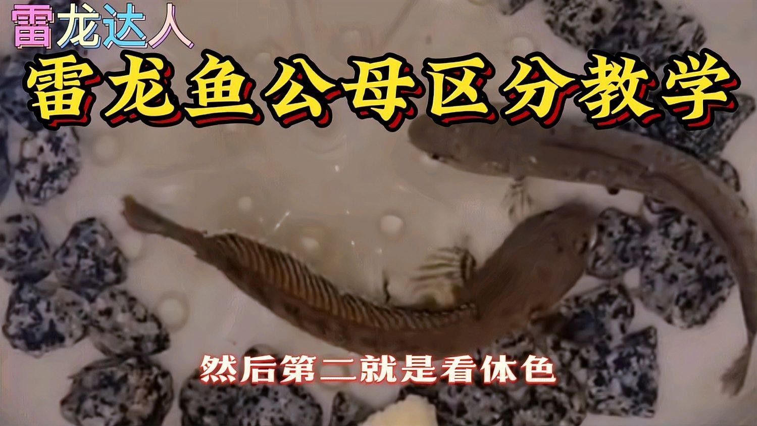 如何區分雷龍魚的公母？（文絮阿姨，雷龍魚怎么分公母）