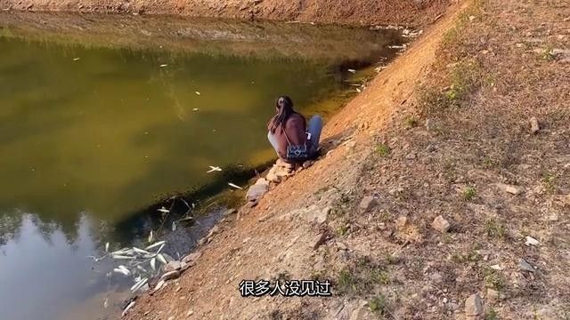如何區分雷龍魚的公母？（文絮阿姨，雷龍魚怎么分公母）