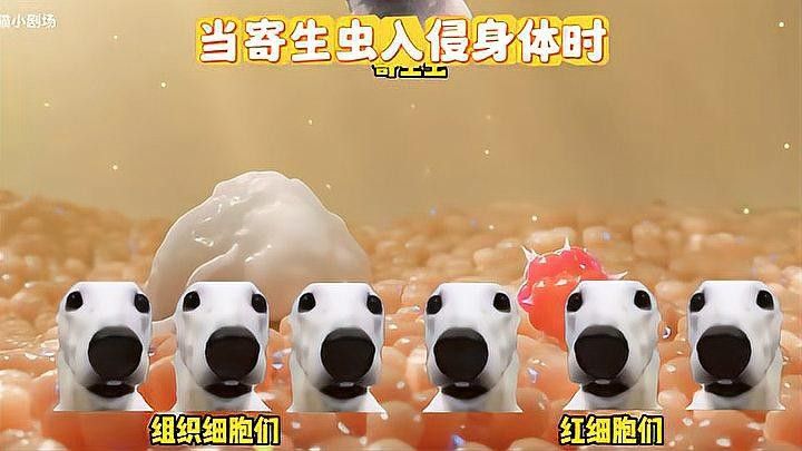 如何預防活餌寄生蟲滋生（活餌寄生蟲的預防措施） 如何預防活餌寄生蟲滋生（活餌寄生蟲的預防措施） 龍魚百科 第3張
