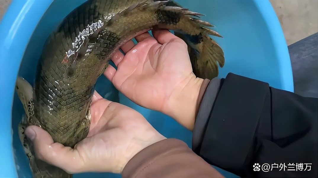 虎紋恐龍魚可以私人飼養嗎（私人飼養虎紋恐龍魚需要考慮哪些問題？）