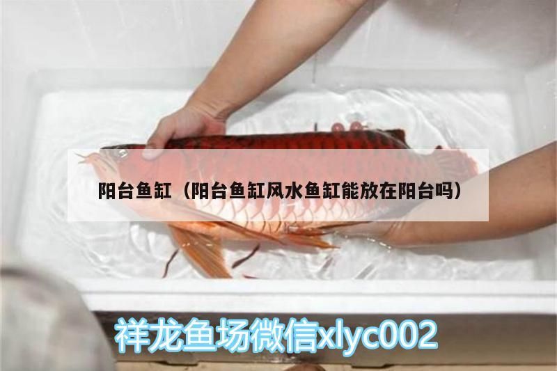 陽臺魚缸（陽臺魚缸風水魚缸能放在陽臺嗎） 陽臺魚缸（陽臺魚缸風水魚缸能放在陽臺嗎） 觀賞魚百科