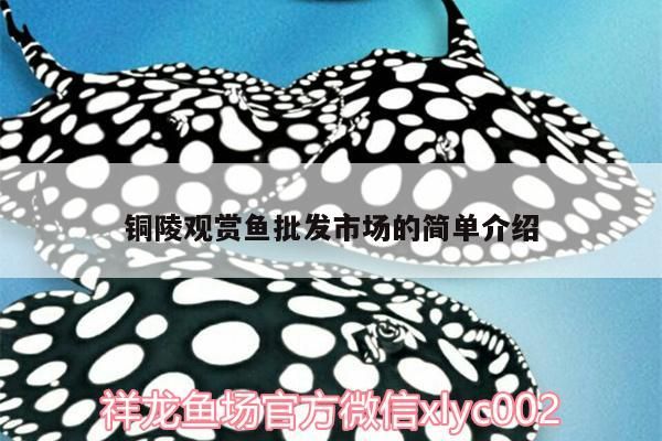 銅陵觀賞魚批發(fā)市場(chǎng)的簡單介紹