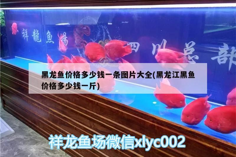 觀賞魚批發價多少錢一只（觀賞魚批發市場進貨渠道）