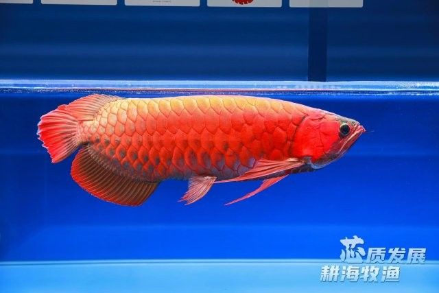 南沙島哪個(gè)水族館龍魚好？祥龍魚場(chǎng)龍魚（南沙島哪家水族館龍魚品種最多）