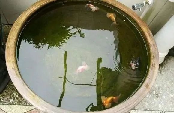 混養初期打斗怎么辦？（養魚筆記第2季37集觀賞魚混養打斗頻繁原因分析）