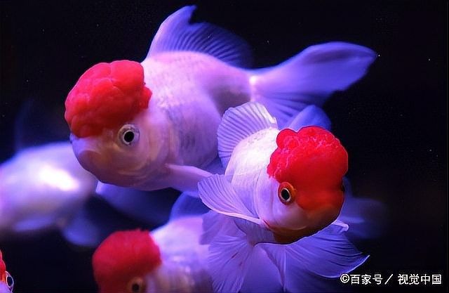 混養初期打斗怎么辦？（養魚筆記第2季37集觀賞魚混養打斗頻繁原因分析）