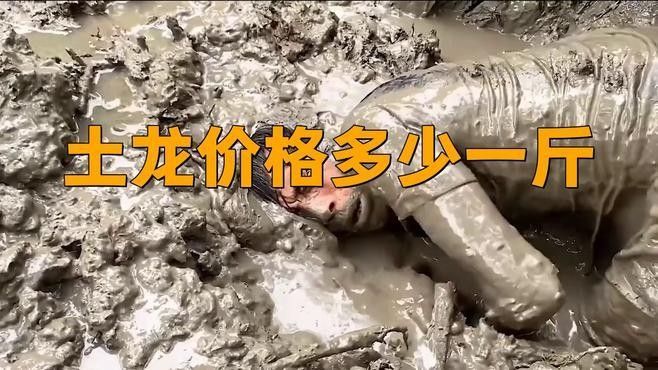 淡水土龍魚的價格（土龍魚價格多少一斤）