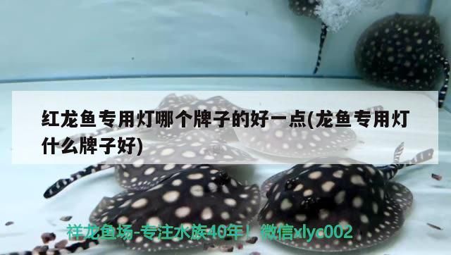 紅龍魚專用燈哪個(gè)牌子的好一點(diǎn)(龍魚專用燈什么牌子好)