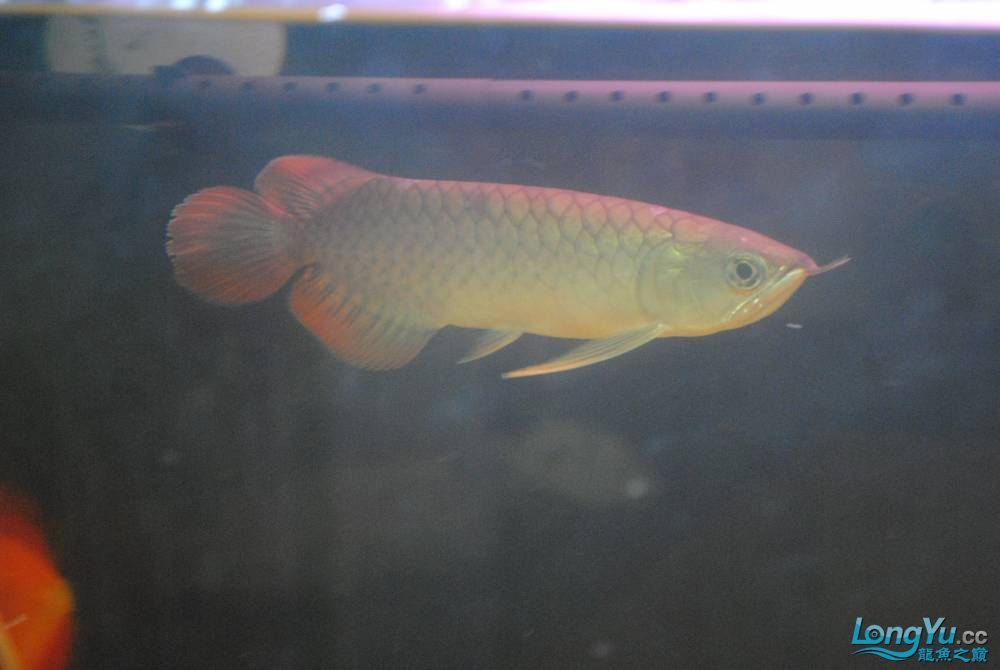 包頭觀賞魚市場求老手幫鑒定一下小魚苗（包頭觀賞魚市場求老手幫鑒定一下小魚苗，年后新買了一條小苗）