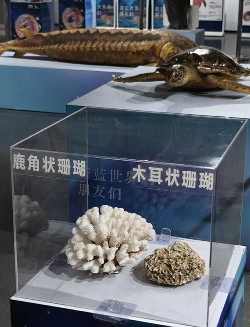 江陰市夏港龍魚水族館的營業時間是（江陰市夏港龍魚水族館的營業時間是多久？）