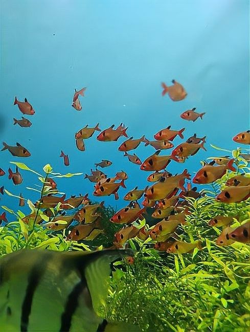 孔雀魚和龍魚混養需要多大的魚缸（孔雀魚和龍魚混養的最佳搭配）