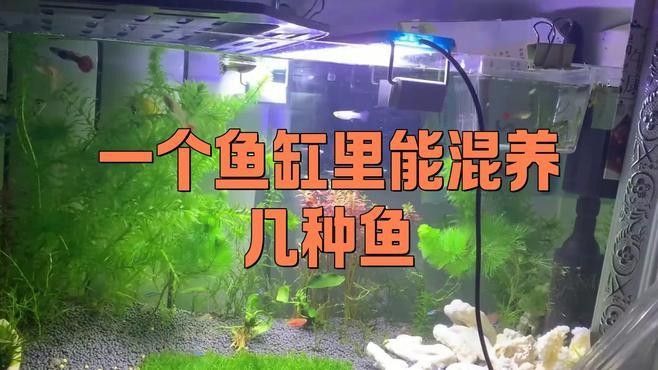 孔雀魚和龍魚混養需要多大的魚缸（孔雀魚和龍魚混養的最佳搭配）