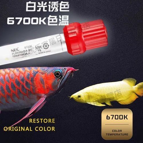 金龍魚燈管的價格是多少？（金龍魚專用燈管的價格是多少？）