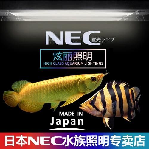 金龍魚燈管的價格是多少？（金龍魚專用燈管的價格是多少？）