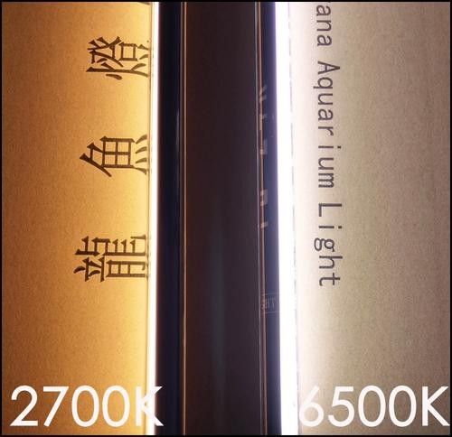 金龍魚燈管的價格是多少？（金龍魚專用燈管的價格是多少？）