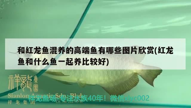 和紅龍魚混養的高端魚有哪些圖片欣賞(紅龍魚和什么魚一起養比較好)（和紅龍魚混養的高端魚有哪些圖片欣賞）