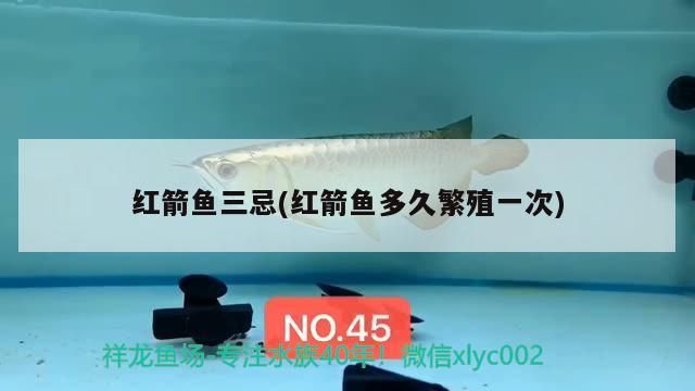 紅箭魚(yú)三忌(紅箭魚(yú)多久繁殖一次)