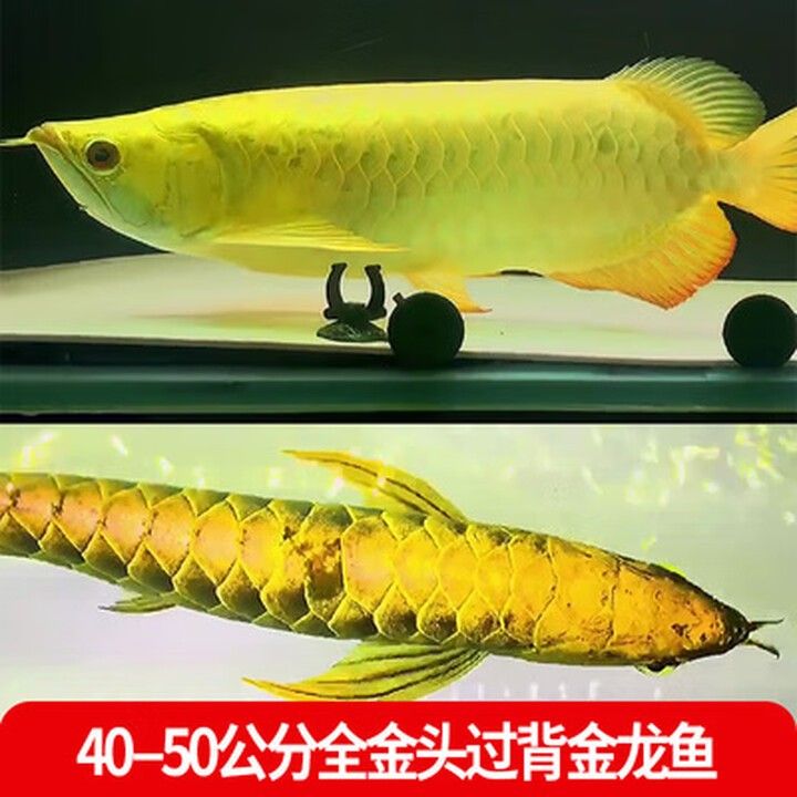 如何聯系遼源龍魚專賣店？（遼源龍魚專賣店如何聯系遼源龍魚專賣店的聯系方式）