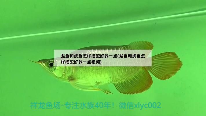 張家界水族批發市場：張家界哪里有賣海鮮的？